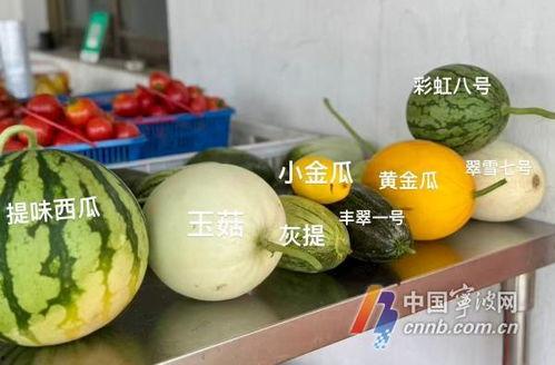 吃瓜保甜,让你轻松成为瓜界达人！