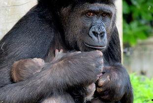 吃瓜女大猩猩,揭秘动物界的“网红”现象