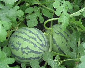 孕妇可以吃小凤瓜,小凤瓜助力母婴健康