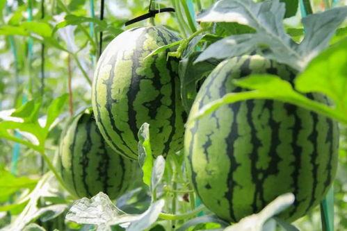 每日吃瓜免费,轻松掌握娱乐圈新鲜事