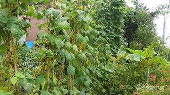 豆苗呀吃瓜,揭秘网络热词背后的趣味与思考