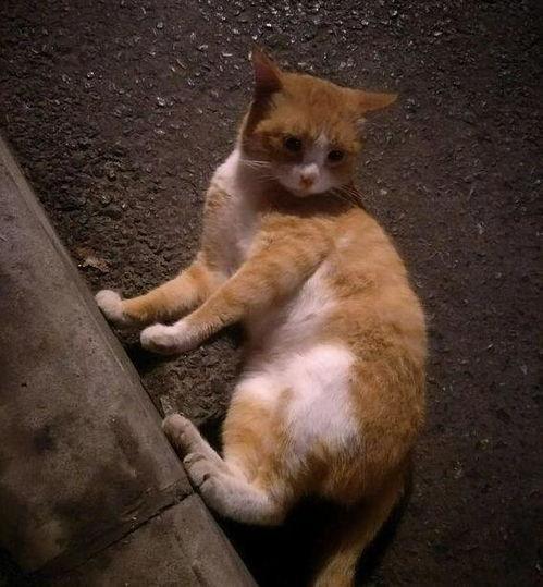 吃瓜群众头像猫咪,猫咪视角下的娱乐圈风云