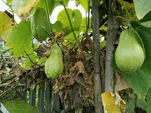 道土吃瓜,揭秘神秘道士的悠闲生活